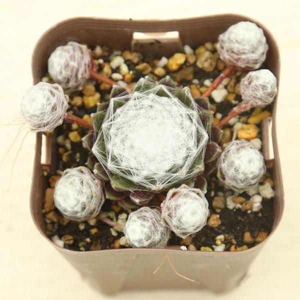 多肉植物 センペルビウム フォレストフロスト 7.5cmポット苗 : ハニー