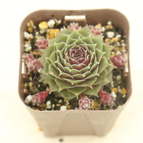 バラのような葉が展開するセンペルビウムです。サイズ：2.5寸鉢※写真は見本です。実際のお届けの苗と大きさ、姿が異なることがございます。※子が付いている写真の場合は子が付いていないものが届くことがあります。※株数（頭数）については、写真と異な...