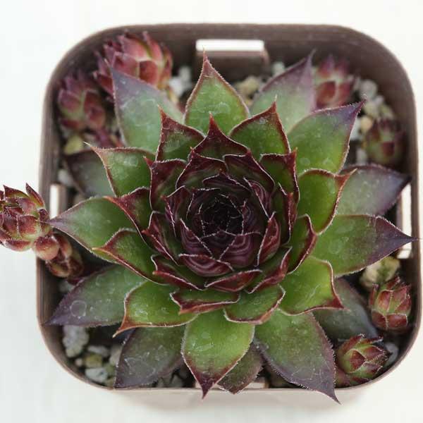 多肉植物 センペルビウム ブラック 7.5cmポット苗 : ハニー