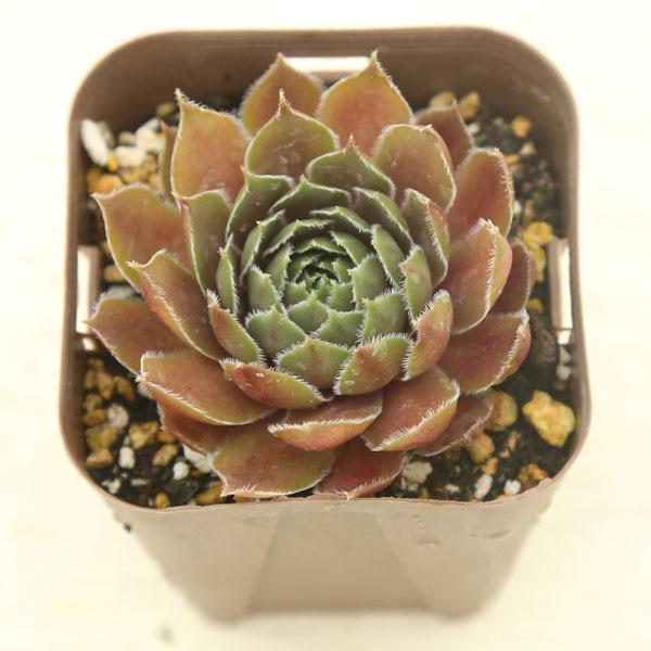 多肉植物 センペルビウム ブラウン 7.5cmポット苗 : ハニーミント