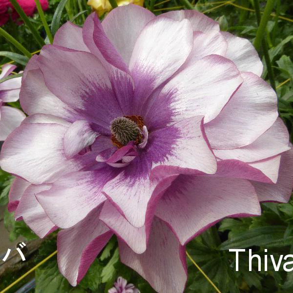 ■■■必ずお読みください■■■・転売を目的とした購入は禁止致します。　発覚した場合ご注文はキャンセル致します。・おひとり様1品種5ポット限りとなります。　複数回にわけてご注文頂いた場合はご注文はキャンセル致します。シルクのような光沢があり、...