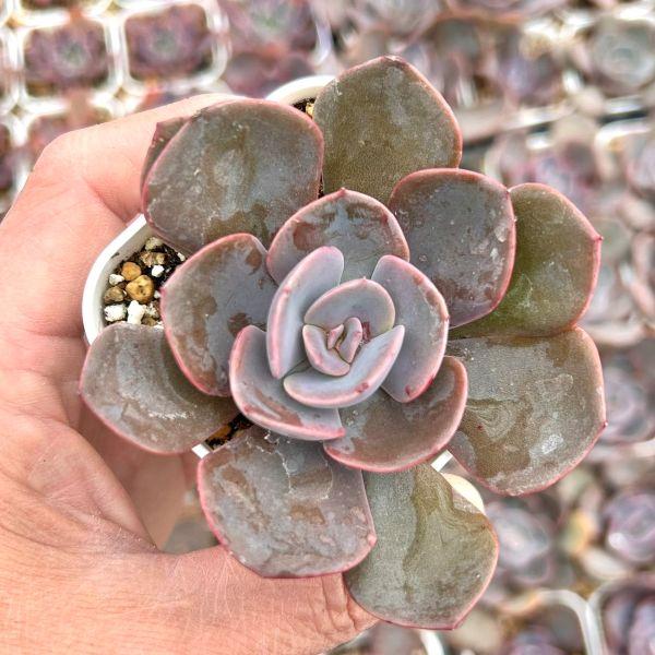 多肉植物 エケベリア アミスター 7.5cmポット苗 : ハニーミント - 通販