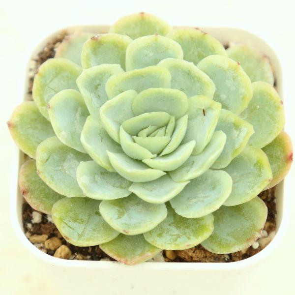 多肉植物 エケベリア エレガンス 7.5cmポット苗 : ハニーミント - 通販