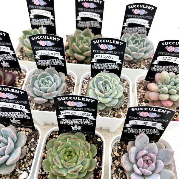 ☆送料無料☆多肉植物 エケベリアセレクション 10種類セット 2/11更新 ☆送料無料☆多肉植物 エケベリアセレクション 10種類セット 2/11更新