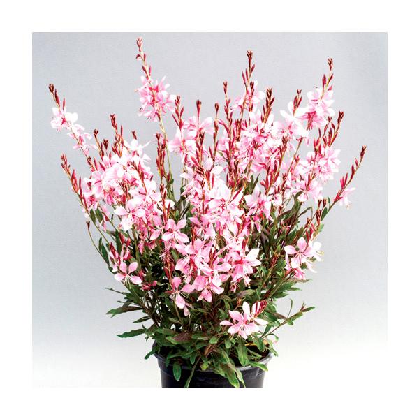 ピンクの花が咲きます（薄いピンクから濃いピンクまで色幅があります）従来の品種に比べて、背の低い品種で、ボリュームのある草姿で、個体差が少ないことも特徴です。年々大きな株になり、たくさんの花を長く咲かせてくれます。寒さには非常に強いです。サイ...