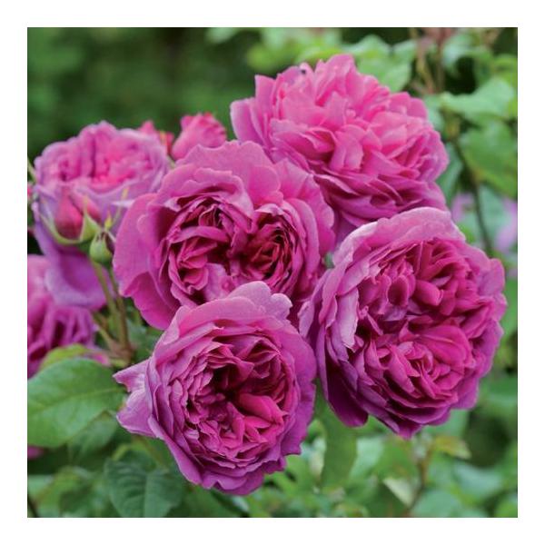 ■■■必ずお読みください■■■・花苗・多肉植物との同梱はできません。☆特徴典型的なオールドローズの魅力を持った品種です。大輪のディープカップ咲きで、開き切っても花びらはきれいに整ったままです。深いマジェンタ（赤紫）、ピンク、レッドの混ざった...