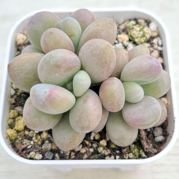 多肉植物 グラプトペタルム アメジスティナム 7.5cmポット苗 多肉植物 グラプトペタルム アメジスティナム 7.5cmポット苗