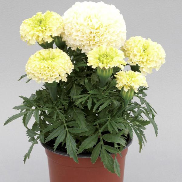 クリーミーホワイトの花色を持った八重咲きのユニークなマリーゴールドです。寄せ植えや花壇のアクセントに最適です。花数も多く上がり、コンパクトに仕上がります。サイズ：3寸鉢※写真は見本です。実際のお届けの苗と大きさや姿が異なることがございます。...