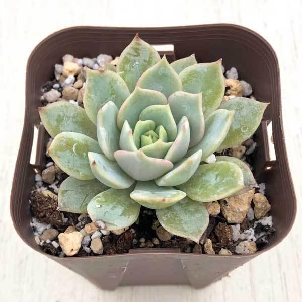 多肉植物 エケベリア ヒューリー 7 5cmポット苗 ハニーミント 通販 Yahoo ショッピング