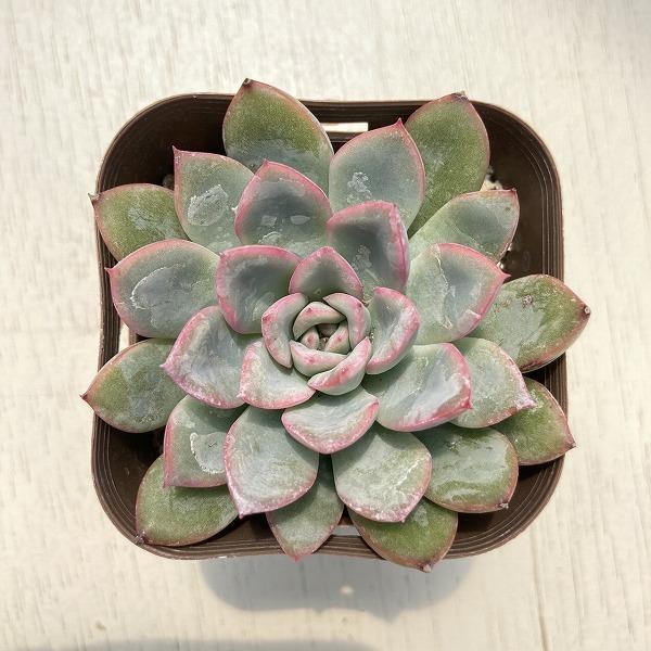多肉植物 エケベリア ピンクエッジ 7 5cmポット苗 再入荷 予約販売