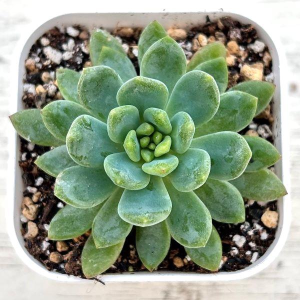 多肉植物 エケベリア ブルーアップル 7.5cmポット苗 : ハニー 多肉植物 エケベリア ブルーアップル 7.5cmポット苗 : ハニー