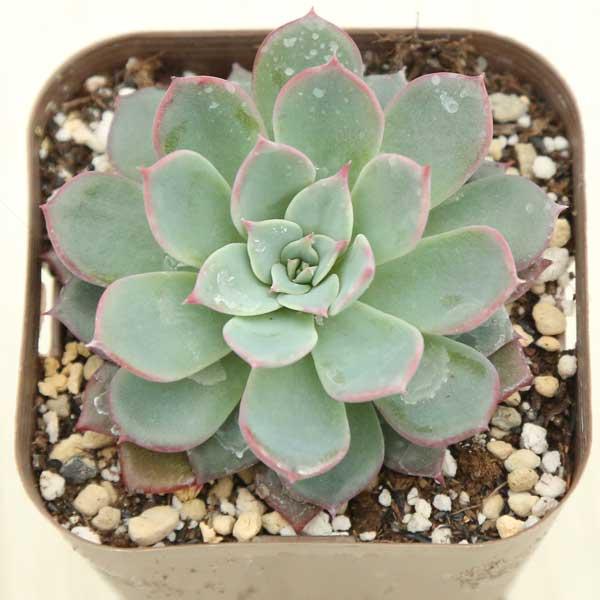 多肉植物 エケベリア ラウレンシス 7.5cmポット苗 : ハニーミント