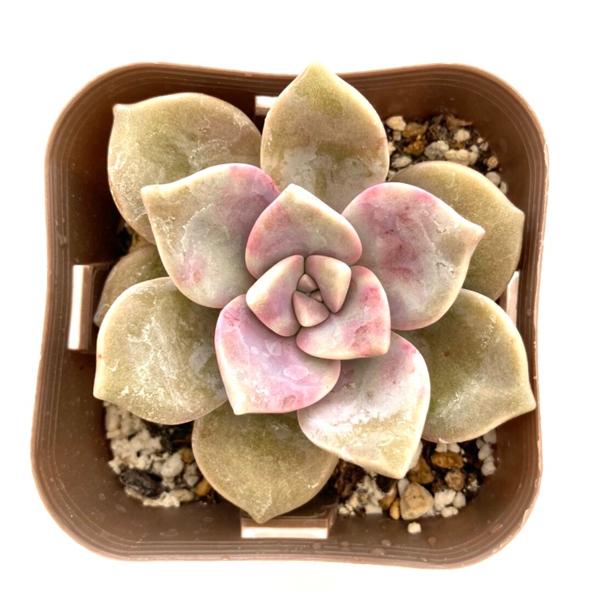 多肉植物 グラプトペタルム スノーホワイト 7 5cmポット苗 ハニーミント 通販 Yahoo ショッピング