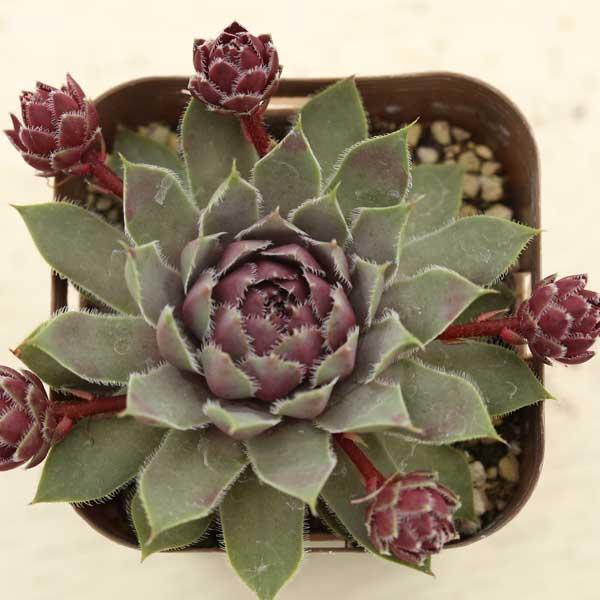 多肉植物 センペルビウム ラベンダー 7.5cmポット苗 : ハニーミント
