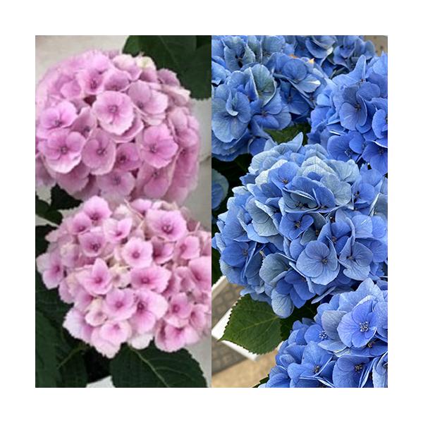 白い泡が沸き立つような美しいグラデーションカラーで数カ月かけて色の変化を楽しめます。花色は咲き始めのクリーム色から徐々に濃いブルーに変化し美しいグラデーションを楽しめます。直射日光を避ければ植栽も可能です。花弁（装飾花）が厚く丈夫なため、満...