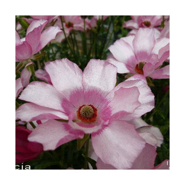 ■■■必ずお読みください■■■・転売を目的とした購入は禁止致します。　発覚した場合ご注文はキャンセル致します。・おひとり様1品種5ポット限りとなります。　複数回にわけてご注文頂いた場合はご注文はキャンセル致します。シルクのような光沢があり、...