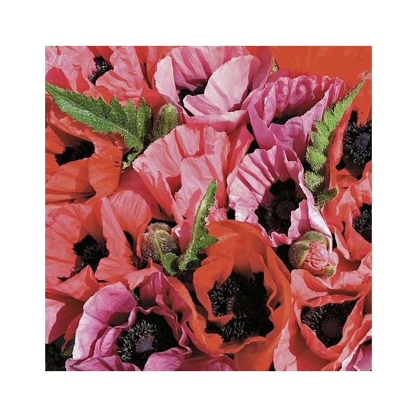 春に花咲くポピー♪可愛い花を長く咲かせてくれます。花の高さは30〜40cm程度になります。サイズ：3寸鉢※写真は見本です。実際のお届けの苗と大きさや姿が異なることがございます。※花はついておりません。（写真2枚目参照）