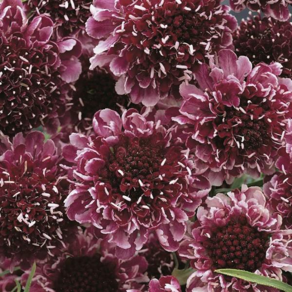 大輪の花を咲かせる品種です。次々とたくさんの花を長く咲かせてくれます。赤紫色や濃いピンク色など色幅があり、白いふちどりも現れます。寒さには非常に強いです。サイズ：3寸鉢※写真は見本です。実際のお届けの苗と大きさや姿が異なることがございます。...