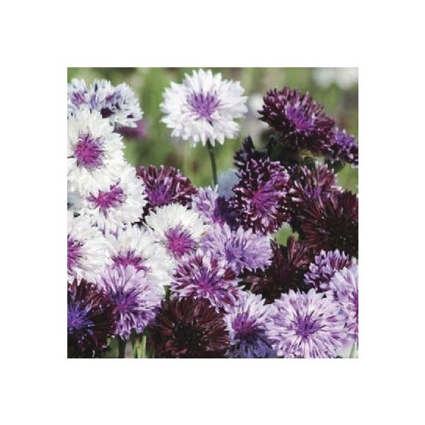 切り花にも使用できます。非常に育てやすく、こぼれ種でも増えていきます。耐寒性があり、秋から植えると大きな株になります。濃い紫から藤色系の色幅があります。サイズ：3寸鉢※写真は見本です。実際のお届けの苗と大きさや姿が異なることがございます。※...
