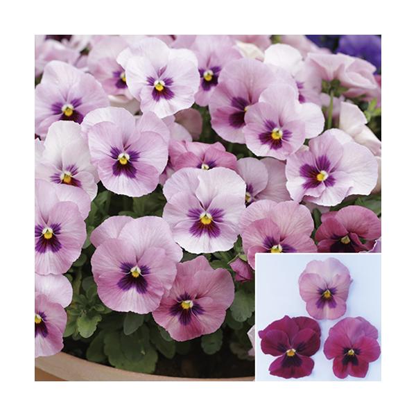 【当店農場生産】小輪パンジー わらく ピンクブロッチ（花なし苗） 9cmポット苗 花壇や寄せ植えに♪