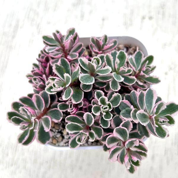 多肉植物 セダム コーカサスキリンソウ トリカラー 7.5cmポット