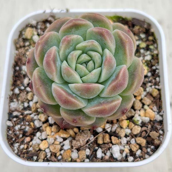 多肉植物 エケベリア アンバー 7.5cmポット苗 : ハニーミント - 通販