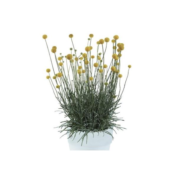 丸くてかわいらしいお花が咲きます。花持ちがよいため、切り花やドライフラワーとして利用できるので人気があります。基本的には1年草の扱いです。サイズ：3寸鉢※写真は見本です。実際のお届けの苗と大きさや姿が異なることがございます。※花はついており...