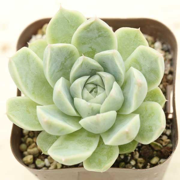 多肉植物ルンヨニー白い子セット