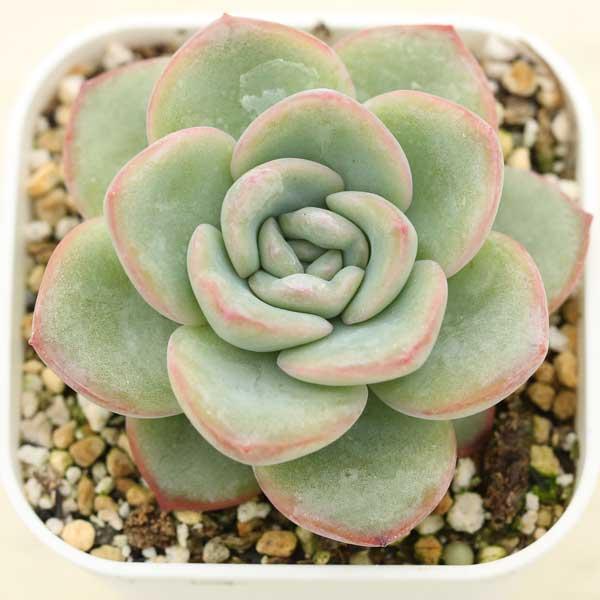 海外から輸入のエケベリアです。当農場がカット苗を発根し、鉢上げしたものをお送りします。サイズ：2.5寸鉢※写真は見本です。実際のお届けの苗と大きさや姿が異なることがございます。※子が付いている写真の場合は子が付いていないものが届くことがあり...