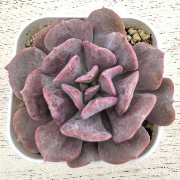 多肉植物 エケベリア キュービックフロスト 7.5cmポット苗 : ハニー