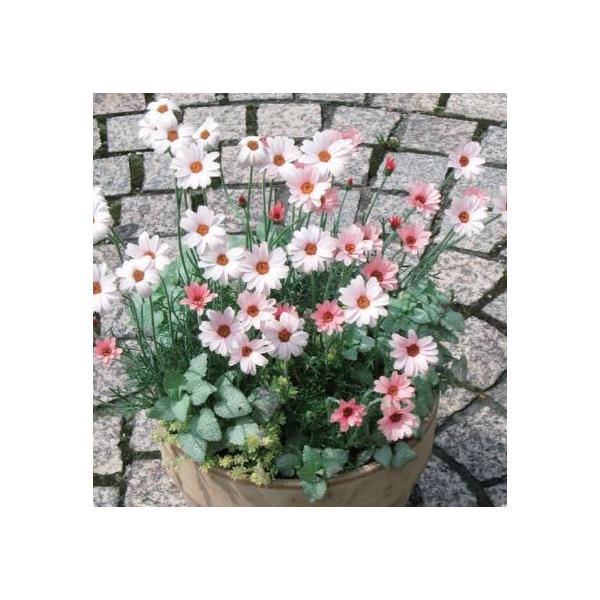 アプリコット色のかわいいローダンセマムです。花つきが良く、次々と花を咲かせてくれます。サイズ：3寸鉢（写真2枚目参照）※写真は見本です。実際のお届けの苗と大きさや姿が異なることがございます。※花はついておりません。※登録品種につき、販売目的...