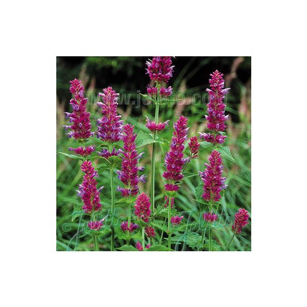 初夏から夏にかけてライラックピンクの大きな花を咲かせます。草丈が高い品種なので花壇のアクセントや切り花にも適しています。丈夫で育てやすく、こぼれ種でも増えていきます。サイズ：3寸鉢（写真2枚目参照）※写真は見本です。実際のお届けの苗と大きさ...