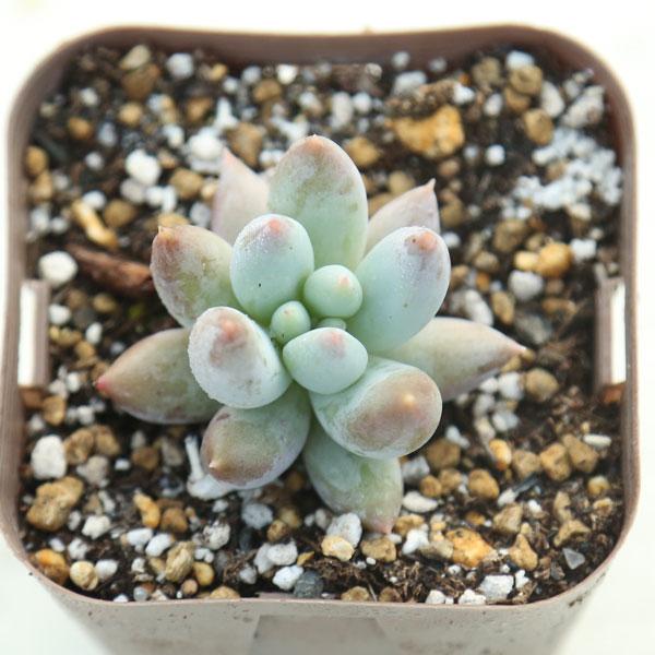 多肉植物 パキベリア エンジェルスフィンガー 7.5cmポット苗 : ハニー