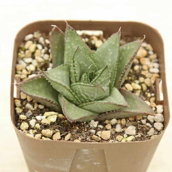 33　ガステリア　多肉植物　抜き苗　¥500 33 ガステリア 多肉植物 抜き苗 ¥500 33 ガステリア 多肉植物 抜き苗