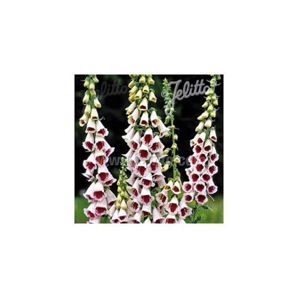 大きな株になり、花壇のシンボル的な役割を果たしてくれます。株も大きく、仕上がりも大きくなります。鉢植え、花壇植え共にお勧めです！サイズ：3寸鉢※写真は見本です。実際のお届けの苗と大きさや姿が異なることがございます。※花はついておりません。