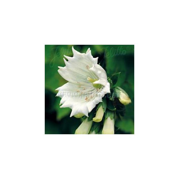 大きな株になり、花壇のシンボル的な役割を果たしてくれます。株も大きく、仕上がりも大きくなります。鉢植え、花壇植え共にお勧めです！サイズ：3寸鉢※写真は見本です。実際のお届けの苗と大きさや姿が異なることがございます。※花はついておりません。