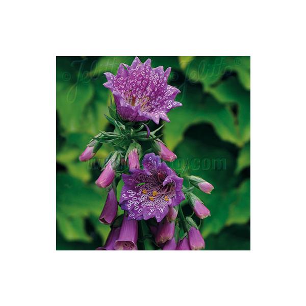 大きな株になり、花壇のシンボル的な役割を果たしてくれます。株も大きく、仕上がりも大きくなります。鉢植え、花壇植え共にお勧めです！サイズ：3寸鉢※写真は見本です。実際のお届けの苗と大きさや姿が異なることがございます。※花はついておりません。