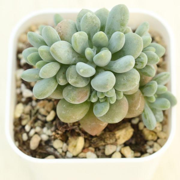多肉植物 エケベリア ロココ 7.5cmポット苗 : ハニーミント