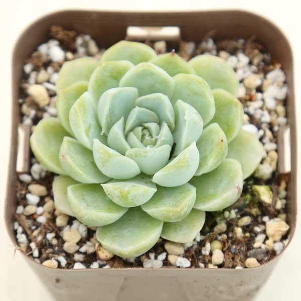 多肉植物 エケベリア ホワイトエレガンス 7.5cmポット苗 多肉植物 エケベリア ホワイトエレガンス 7.5cmポット苗