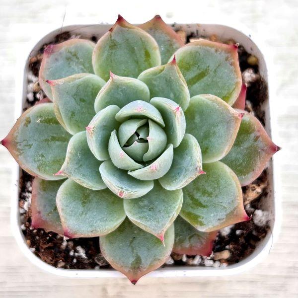 多肉植物 エケベリア ロンリースター 7.5cmポット苗 : ハニー