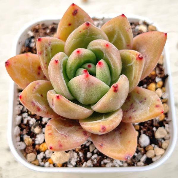 多肉植物 エケベリア シャンペーン 7.5cmポット苗 : ハニーミント