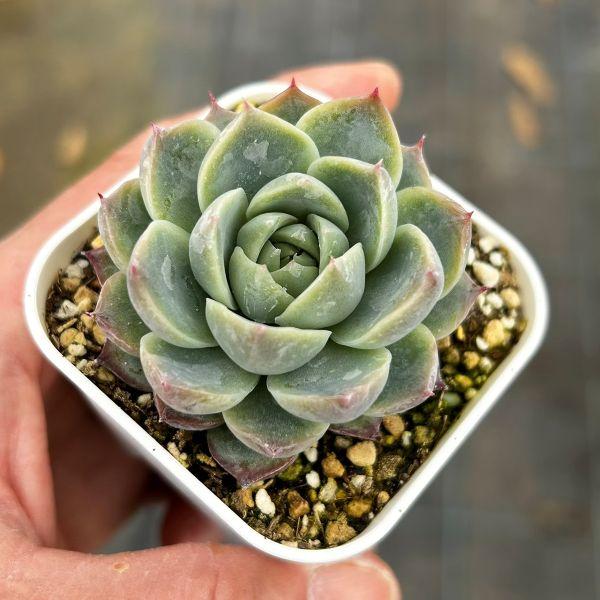 多肉植物 エケベリア ヘブンオンアース 7.5cmポット苗 : ハニーミント