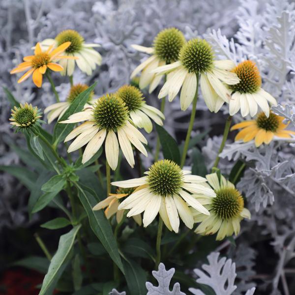 当店農場生産】エキナセア ポリネーション ホワイト 9cmポット苗 耐寒