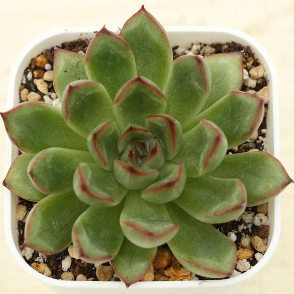多肉植物 エケベリア プリドニス 7.5cmポット苗 : ハニーミント - 通販