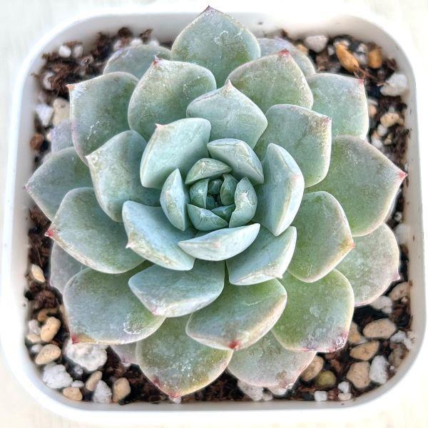 海外から輸入のエケベリアです。当農場がカット苗を発根し、鉢上げしたものをお送りします。サイズ：2.5寸鉢※写真は見本です。実際のお届けの苗と大きさや姿が異なることがございます。※子が付いている写真の場合は子が付いていないものが届くことがあり...