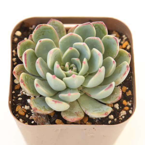 エケベリア　3種セット　① 多肉植物 エケベリア アーリーサンライズ 7.5cmポット苗 : ハニー