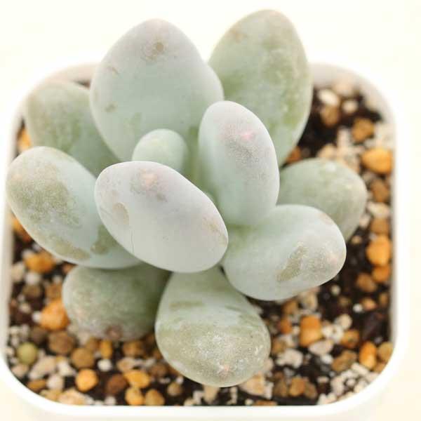 多肉植物 パキフィツム ブルーヘイズ 7.5cmポット苗 : ハニーミント