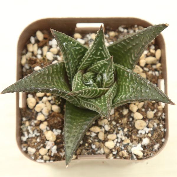 EMP ハオルチア リミフォリア×アテナータ 錦 / HA440 ◎ 多肉植物 ハオルチア リミフォリア 7.5cmポット苗 : ハニーミント