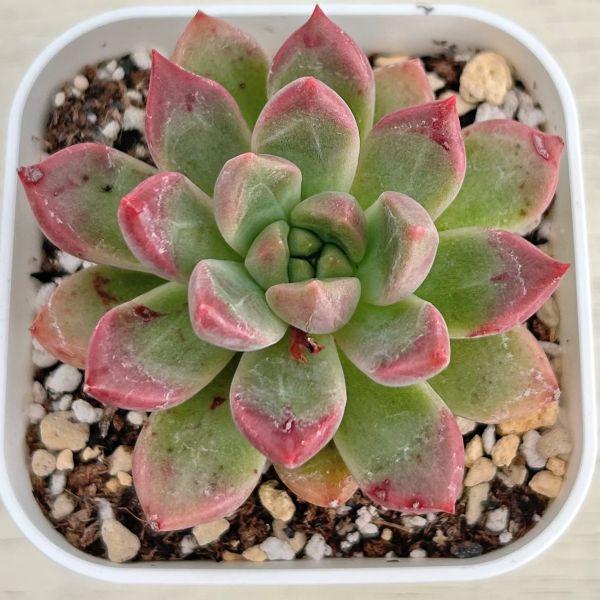 海外から輸入のエケベリアです。当農場がカット苗を発根し、鉢上げしたものをお送りします。サイズ：2.5寸鉢※写真は見本です。実際のお届けの苗と大きさや姿が異なることがございます。※子が付いている写真の場合は子が付いていないものが届くことがあり...