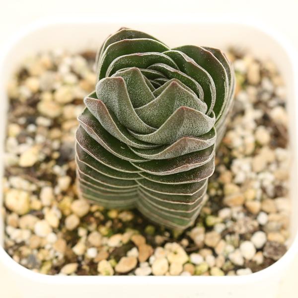 多肉植物 クラッスラ キムナッキー 7.5cmポット苗 : ハニーミント